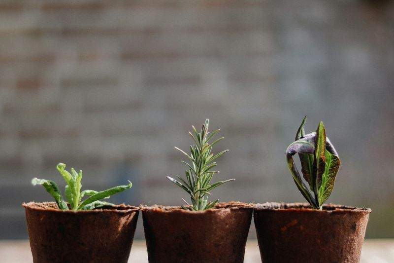 AlpenGrün Gartenpflege GmbH 7